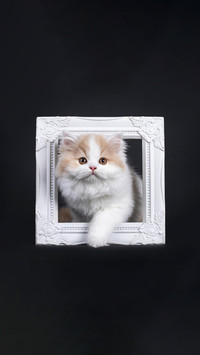猫咪的生活习性
