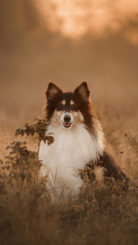Beatifull long hair tricolour dog collie playing in a field