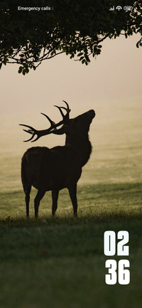 Deer