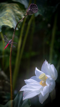 Red dragonfly and white lotus