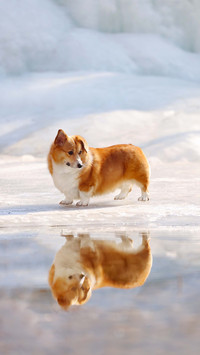 Why does a dog have a strange odor in its mouth