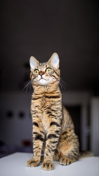 Brown cat, with black stripes and white muzzle
