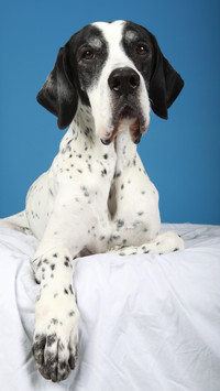 Spotted dog
