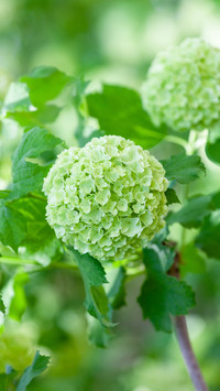 The mystery of summer hydrangea flowers and yellow leaves
