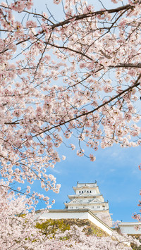 Spring scenery-07