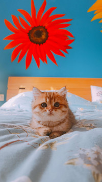 What should cats do if they are picky eaters