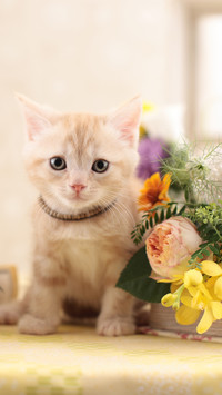 A creamyellow kitten