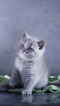猫咪迷惑行为大赏