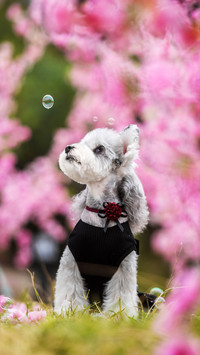 What do pets need to pay attention to when they are pregnant