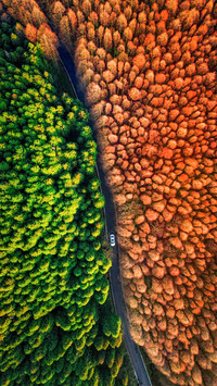 The dividing line of time and space in the forest