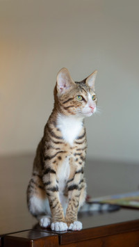 Beautiful Arabian Mau rescue kitten sitting on a table
