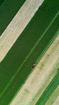 Many places have entered the harvest mode