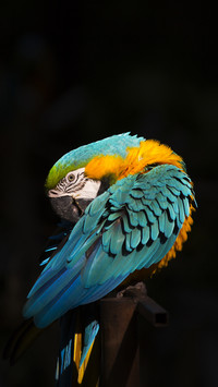 Parrot Fears Eagle 3
