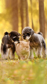 Who is the best companion a cat or a dog