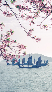无锡樱花谷