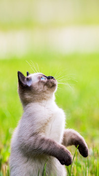 Do cats also need exercise 2