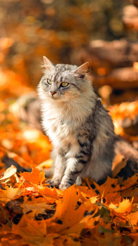 猫的四季-拍信图库