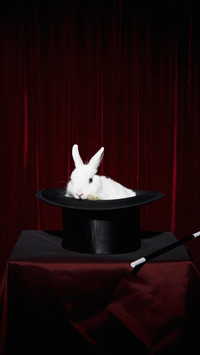 How to bathe a pet rabbit