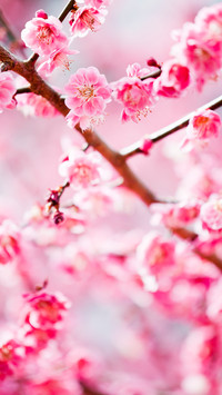丽质芳姿梅花