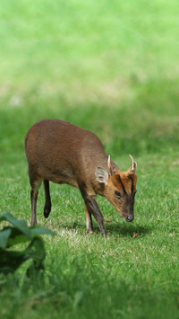 Red muntjacs foraging for food