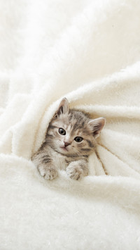 Cute Tabby Kitten Lies on White Soft Blanket
