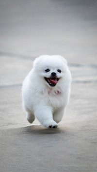 Small Dog Big Plate Point 7