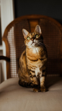 A beautiful bengal cat