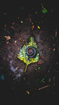 LEAF