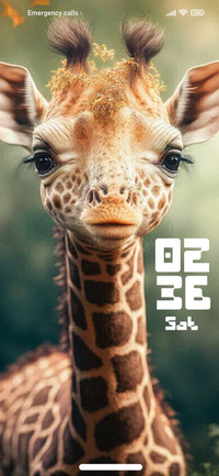 Baby Giraffe