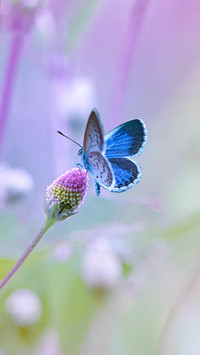 Macro insects and plants