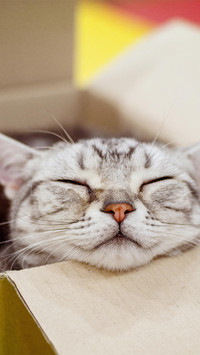 猫咪的奇葩睡姿