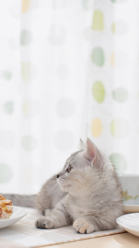 猫咪最爱躲猫猫