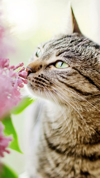 Cats can see dirty things 59