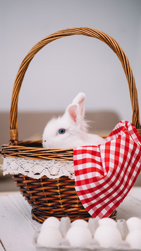 Lovely rabbit-02