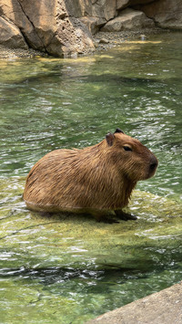 Why does capibara love soaking in hot springs
