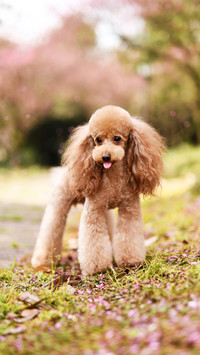 Reasons for Dog Hair Loss 9