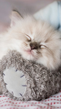 A ragdoll cat sleeping on the feet of a doll