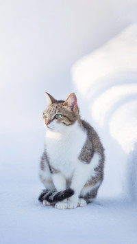 Domestic Cat Walks in Winter in the Yard