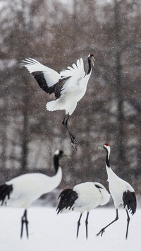 Cranes Dancing in Snow
