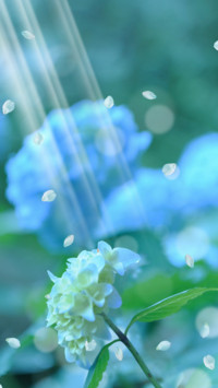 花落