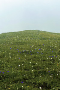 Spring-Bloom.jpg
