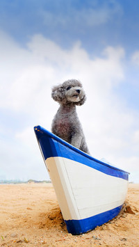 How to improve the hair of a teddy dog 9