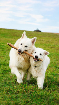 Dog333