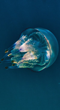Underwater (10)