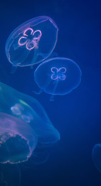 Underwater (6)
