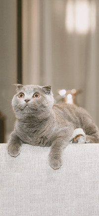英短蓝猫-拍信图库