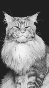 猫主子-拍信图库-xl