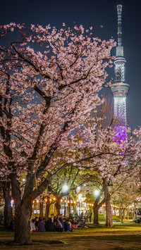 Cherry blossoms in splendor