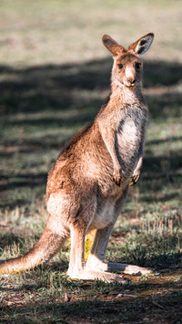Kangaroo