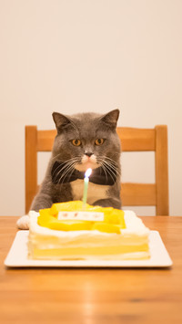 Birthday Cat 54